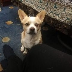 Подробнее об объявлении «Анапа Пропала собака кобель маленький пёсик 7 лет» Фото: пропала собака  «Анапа Пропала собака кобель маленький пёсик 7 лет» в г. Анапа