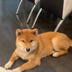 Подробнее об объявлении «Пропала собака розыск щенка сиба-ину (шиба-ину) Санкт-Петербург» Фото: пропала собака  «Пропала собака розыск щенка сиба-ину (шиба-ину)...» в г. Санкт-Петербург