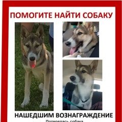 Подробнее об объявлении «Пропала собака кобель, метис хаски Раменское» Фото: пропала собака  «Пропала собака кобель, метис хаски Раменское» в г. Раменское