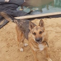 Подробнее об объявлении «Чита Пропала собака кобель» Фото: пропала собака  «Чита Пропала собака кобель» в г. Чита