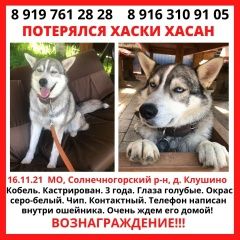 Подробнее об объявлении «Пропала собака кобель хаски Москва» Фото: пропала собака Сибирская хаски «Пропала собака кобель хаски Москва» в г. Москва
