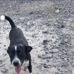 Подробнее об объявлении «Пропала собака по кличке джесси Новотроицк» Фото: пропала собака  «Пропала собака по кличке джесси Новотроицк» в г. Новотроицк