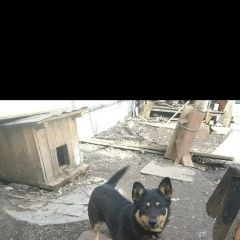 Подробнее об объявлении «Пропала собака кобель Санкт-Петербург» Фото: пропала собака  «Пропала собака кобель Санкт-Петербург» в г. Санкт-Петербург