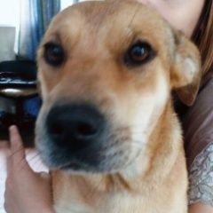 Подробнее об объявлении «Анапа Пропала собака» Фото: пропала собака  «Анапа Пропала собака» в г. Анапа