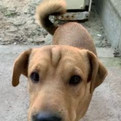 Подробнее об объявлении «Анапа Пропала собака кобель» Фото: пропала собака  «Анапа Пропала собака кобель» в г. Анапа