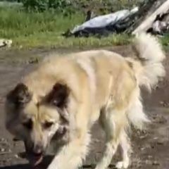 Подробнее об объявлении «Красноярск Пропала собака» Фото: пропала собака  «Красноярск Пропала собака» в г. Красноярск