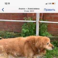 Подробнее об объявлении «Анапа Пропала собака кобель 1.12.21 г ночью убежала со двора» Фото: пропала собака Лабрадор ретривер «Анапа Пропала собака кобель 1.12.21 г ночью...» в г. Анапа