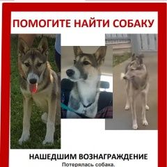Подробнее об объявлении «Бронницы Пропала собака кобель» Фото: пропала собака  «Бронницы Пропала собака кобель» в г. Бронницы
