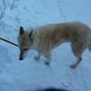 Подробнее об объявлении «Карагай Пропала собака» Фото: пропала собака Западно-сибирская лайка «Карагай Пропала собака» в г. Карагай