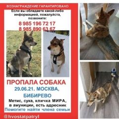 Подробнее об объявлении «Пропала собака с пятнистыми лапками. Москва» Фото: пропала собака  «Пропала собака с пятнистыми лапками. Москва» в г. Москва