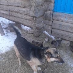 Подробнее об объявлении «Пропала собака овчарка-полукровка Тверь» Фото: пропала собака Восточно-европейская овчарка «Пропала собака овчарка-полукровка Тверь» в г. Тверь