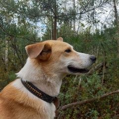 Подробнее об объявлении «Жуковский Пропала собака кобель, 5 лет, не агрессивен» Фото: пропала собака  «Жуковский Пропала собака кобель, 5 лет, не...» в г. Жуковский
