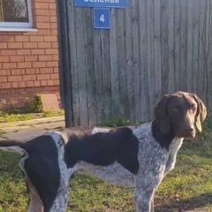 Подробнее об объявлении «Зарайск Пропала собака кобель курцхаар» Фото: пропала собака  «Зарайск Пропала собака кобель курцхаар» в г. Зарайск