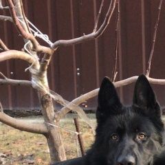 Подробнее об объявлении «Ульяновск Пропала собака» Фото: пропала собака Немецкая овчарка «Ульяновск Пропала собака» в г. Ульяновск