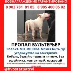 Подробнее об объявлении «Лобня Пропала собака кобель бультерьер стандарт белый с пятном на кр» Фото: пропала собака Бультерьер «Лобня Пропала собака кобель бультерьер стандарт...» в г. Лобня