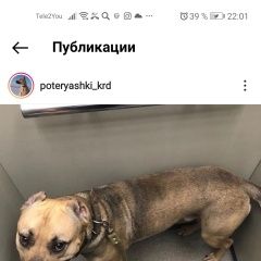 Подробнее об объявлении «Краснодар Пропала собака кобель стафаршит 5лет помогите найти за» Фото: пропала собака  «Краснодар Пропала собака кобель стафаршит 5лет...» в г. Краснодар