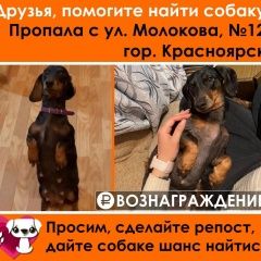 Подробнее об объявлении «Красноярск Пропала собака такса с улицы молокова» Фото: пропала собака Такса «Красноярск Пропала собака такса с улицы молокова» в г. Красноярск