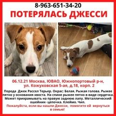 Подробнее об объявлении «Пропала собака Москва» Фото: пропала собака Джек рассел терьер «Пропала собака Москва» в г. Москва