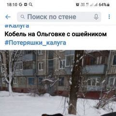 Подробнее об объявлении «Пропала собака Калуга» Фото: пропала собака  «Пропала собака Калуга» в г. Калуга