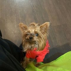 Подробнее об объявлении «Пропала собака помогите скорее найти Санкт-Петербург» Фото: пропала собака Йоркширский терьер «Пропала собака помогите скорее найти...» в г. Санкт-Петербург