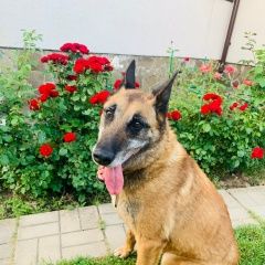 Подробнее об объявлении «Пропала собака кобель с 6 на 7 декабря собачка Дмитров» Фото: пропала собака >  Бельгийская овчарка (грюнендаль,  малинуа, тервюрен) «Пропала собака кобель с 6 на 7 декабря собачка...» в г. Дмитров