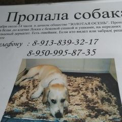 Подробнее об объявлении «Красноярск Пропала собака небольшого размера» Фото: пропала собака  «Красноярск Пропала собака небольшого размера» в г. Красноярск