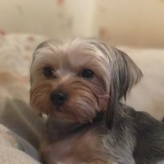 Подробнее об объявлении «Одинцово Пропала собака кобель» Фото: пропала собака Йоркширский терьер «Одинцово Пропала собака кобель» в г. Одинцово