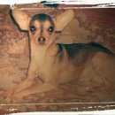 Подробнее об объявлении «Омск Пропала собака кобель русский той терьер» Фото: пропала собака Русский той-терьер «Омск Пропала собака кобель русский той терьер» в г. Омск