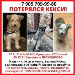 Подробнее об объявлении «Одинцово Пропала собака кобель одинцовский район, горки-8» Фото: пропала собака  «Одинцово Пропала собака кобель одинцовский...» в г. Одинцово