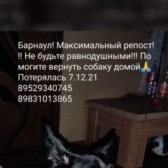 Подробнее об объявлении «Барнаул Пропала собака» Фото: пропала собака  «Барнаул Пропала собака» в г. Барнаул