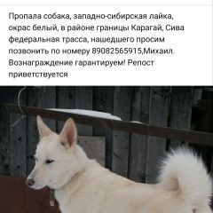 Подробнее об объявлении «Карагай Пропала собака» Фото: пропала собака  «Карагай Пропала собака» в г. Карагай