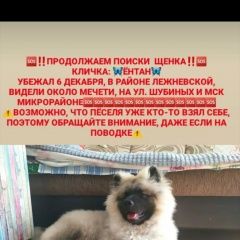 Подробнее об объявлении «Иваново Пропала собака кобель кеесхонд» Фото: пропала собака Кеесхонд «Иваново Пропала собака кобель кеесхонд» в г. Иваново