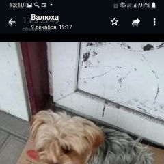 Подробнее об объявлении «Шахты Пропала собака кобель люди добрые, отзовитесь» Фото: пропала собака Йоркширский терьер «Шахты Пропала собака кобель люди добрые,...» в г. Шахты
