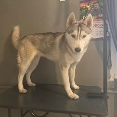 Подробнее об объявлении «Омск Пропала собака» Фото: пропала собака  «Омск Пропала собака» в г. Омск