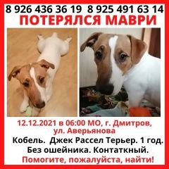 Подробнее об объявлении «Пропала собака кобель прошу помощи Дмитров» Фото: пропала собака Джек рассел терьер «Пропала собака кобель прошу помощи Дмитров» в г. Дмитров