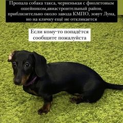 Подробнее об объявлении «Казань Пропала собака такса щенок» Фото: пропала собака  «Казань Пропала собака такса щенок» в г. Казань