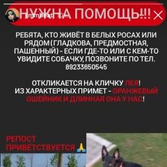 Подробнее об объявлении «Красноярск Пропала собака помогите найти» Фото: пропала собака  «Красноярск Пропала собака помогите найти» в г. Красноярск