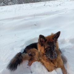 Картинка пропала собака В городе Видное пропал пес. Видное