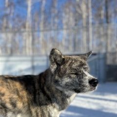 Подробнее об объявлении «Челябинск Пропала собака кобель тигровый кобель акита ину.» Фото: пропала собака Акита-ину «Челябинск Пропала собака кобель тигровый кобель...» в г. Челябинск