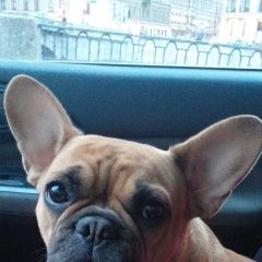 Подробнее об объявлении «Санкт-Петербург Пропала собака французский бульдог девочка» Фото: пропала собака Французский бульдог «Санкт-Петербург Пропала собака французский...» в г. Санкт-Петербург