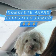 Подробнее об объявлении «Ростов-на-Дону Пропала собака кобель» Фото: пропала собака  «Ростов-на-Дону Пропала собака кобель» в г. Ростов-на-Дону