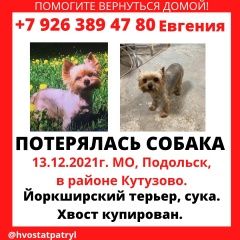 Подробнее об объявлении «Подольск Пропала собака помогите вернуть домой ее ждёт семья» Фото: пропала собака Йоркширский терьер «Подольск Пропала собака помогите вернуть домой...» в г. Подольск