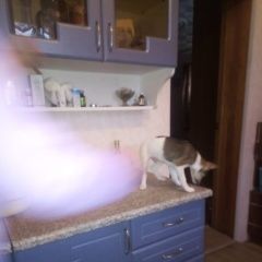 Подробнее об объявлении «Липецк Пропала собака кобель» Фото: пропала собака Той-терьер «Липецк Пропала собака кобель» в г. Липецк