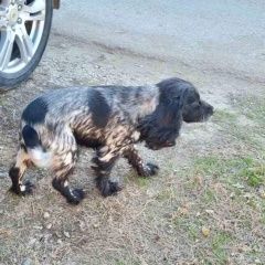 Подробнее об объявлении «Пропала собака Симферополь» Фото: пропала собака Русский охотничий спаниель «Пропала собака Симферополь» в г. Симферополь