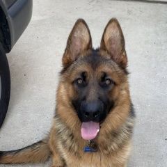 Подробнее об объявлении «Обнинск Пропала собака» Фото: пропала собака Немецкая овчарка «Обнинск Пропала собака» в г. Обнинск