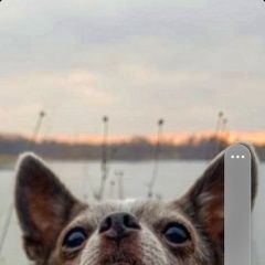 Подробнее об объявлении «Пропала собака кобель Санкт-Петербург» Фото: пропала собака Чихуахуа «Пропала собака кобель Санкт-Петербург» в г. Санкт-Петербург