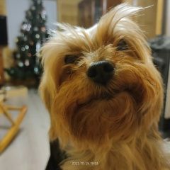 Подробнее об объявлении «Пропала собака кобель йорк Высоковск» Фото: пропала собака Йоркширский терьер «Пропала собака кобель йорк Высоковск» в г. Высоковск