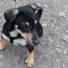 Картинка пропала собака В городе Прокопьевск запропастился сабакен. Прокопьевск