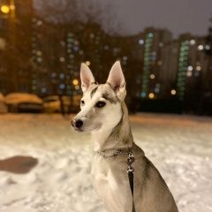 Подробнее об объявлении «Пропала собака Зеленоград» Фото: пропала собака  «Пропала собака Зеленоград» в г. Зеленоград