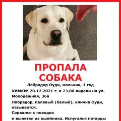 Подробнее об объявлении «Пропала собака кобель лабрадор Химки» Фото: пропала собака Лабрадор ретривер «Пропала собака кобель лабрадор Химки» в г. Химки